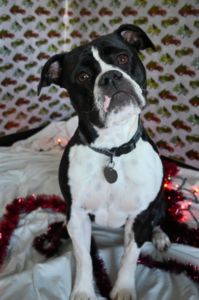 Biscuit, a Adoptable English Bulldog in Ashland, WI image 2/5