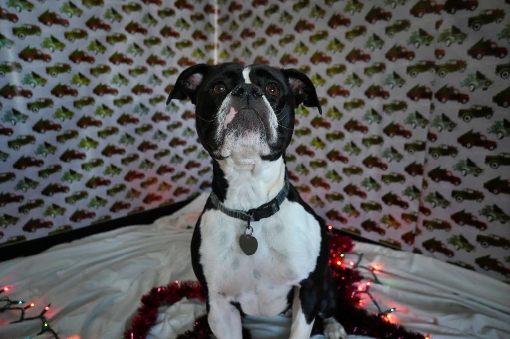 Biscuit, a Adoptable English Bulldog in Ashland, WI image 3/5