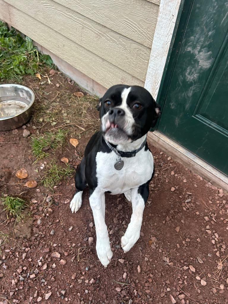 Biscuit, a Adoptable English Bulldog in Ashland, WI image 4/5
