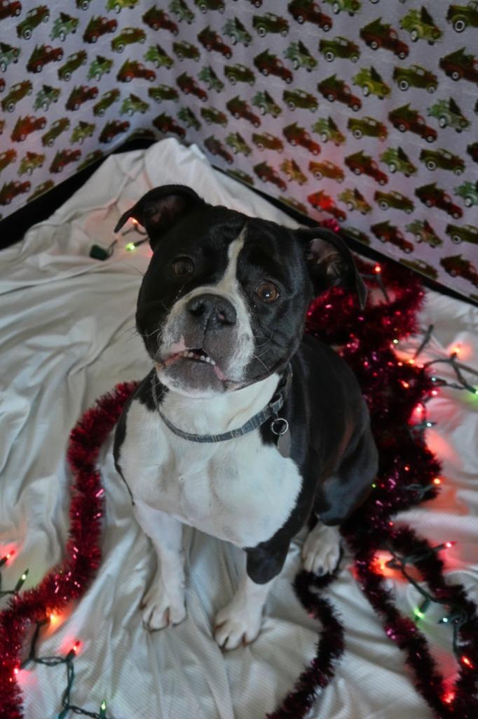 Biscuit, a Adoptable English Bulldog in Ashland, WI image 5/5