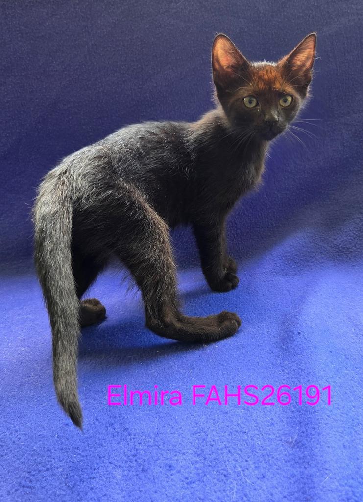 Elmira ✅, Adoptable, Kitten Female Domestic Short Hair.