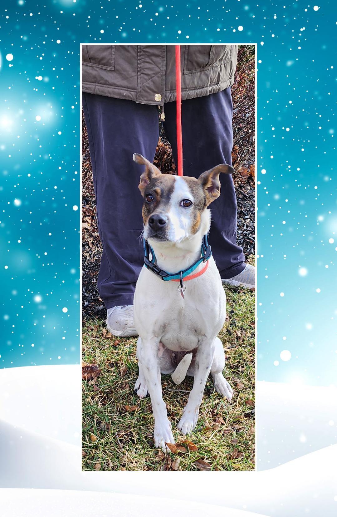 Enlarge Sadie, a ADOPTABLE mixed breed in Lake Geneva, WI image 2/4