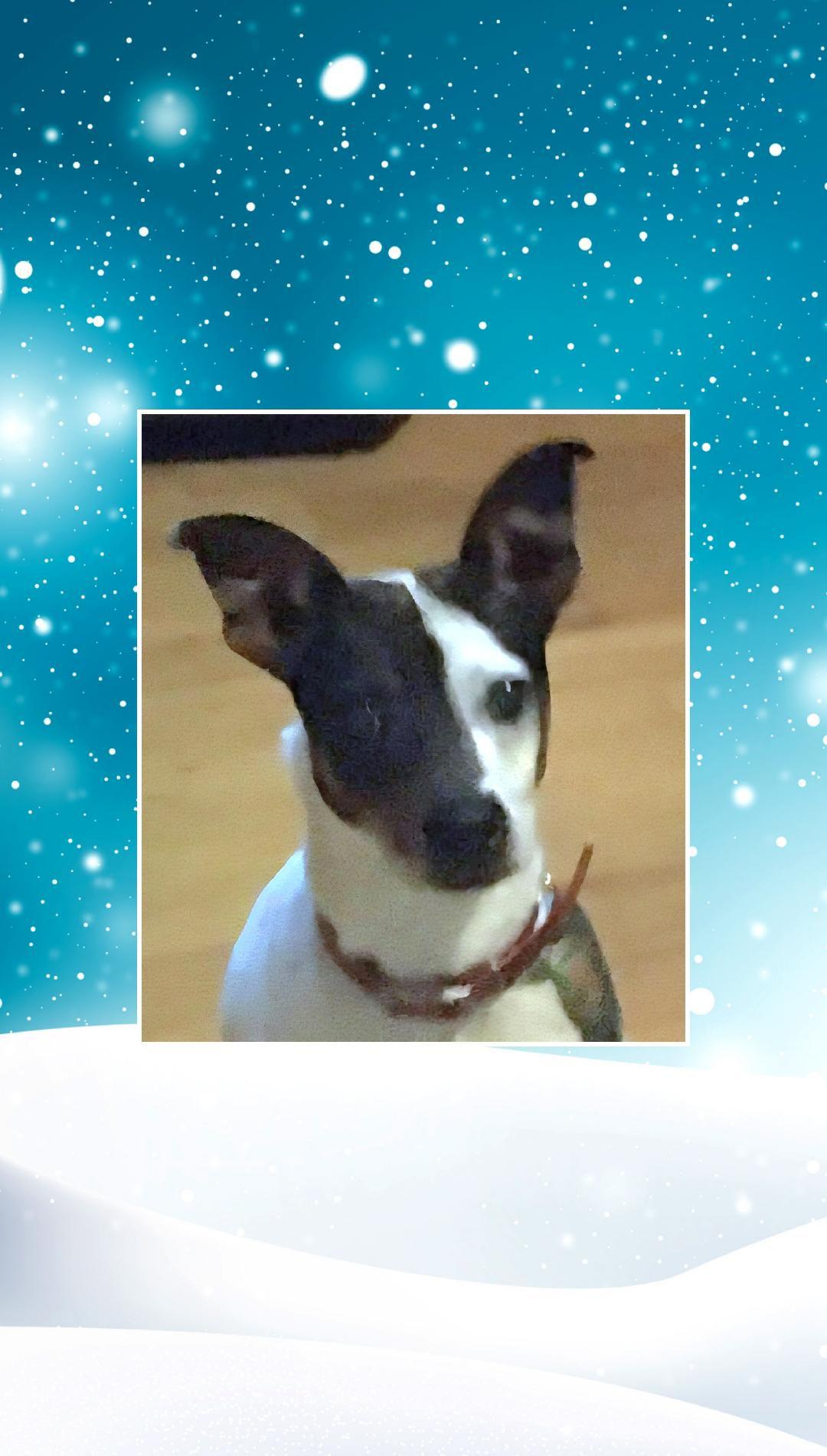 Enlarge Sadie, a ADOPTABLE mixed breed in Lake Geneva, WI image 4/4