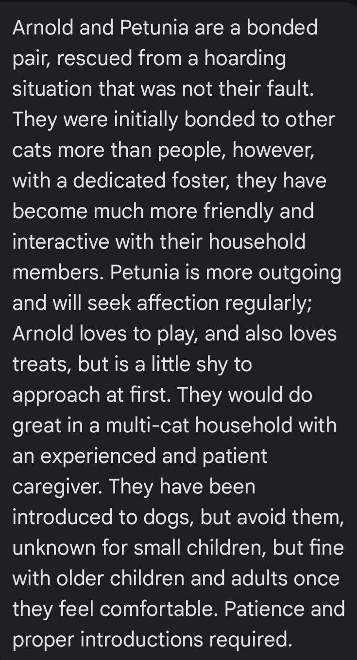 Enlarge Arnold (Bonded with Petunia), a Adoptable Domestic Short Hair in debary, FL image 4/4