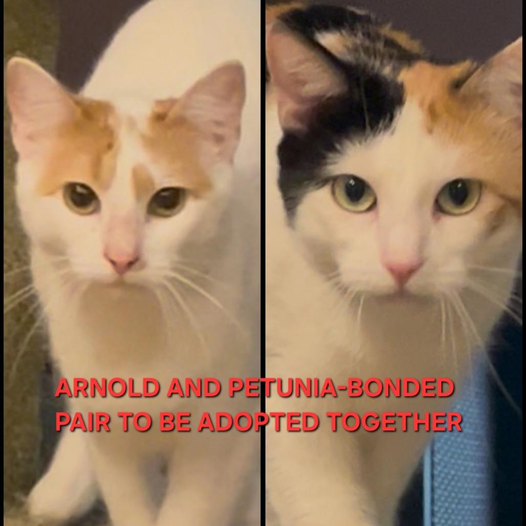 Enlarge Arnold (Bonded with Petunia), a Adoptable Domestic Short Hair in debary, FL image 1/3