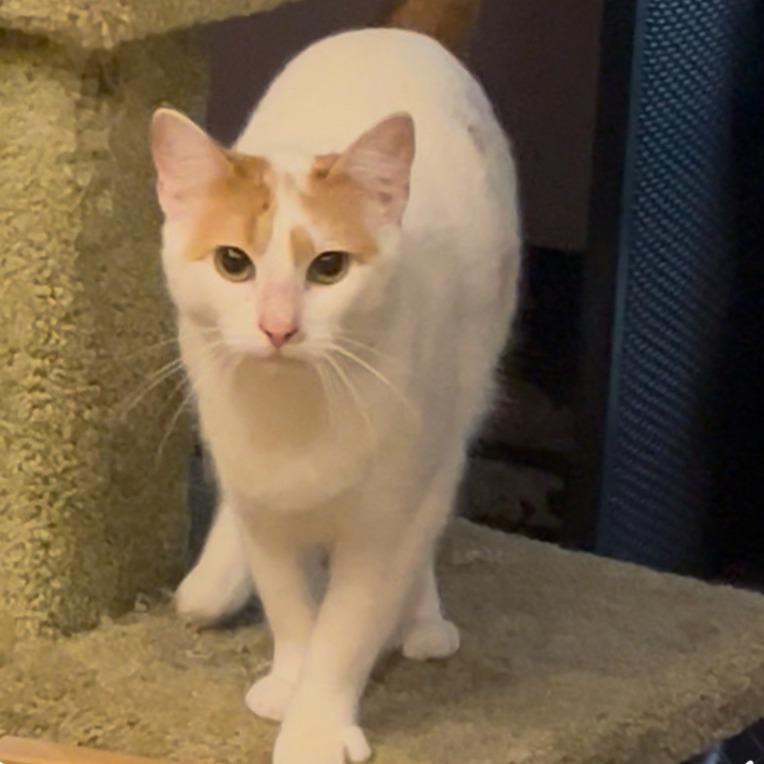 Enlarge Arnold (Bonded with Petunia), a Adoptable Domestic Short Hair in debary, FL image 2/3