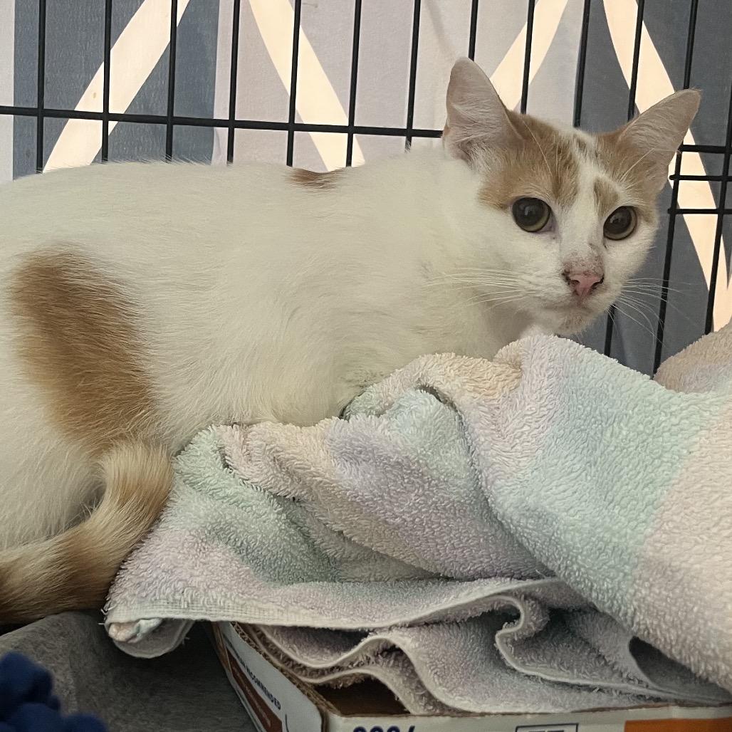 Arnold (Bonded with Petunia), Adoptable, Young Male Domestic Short Hair.