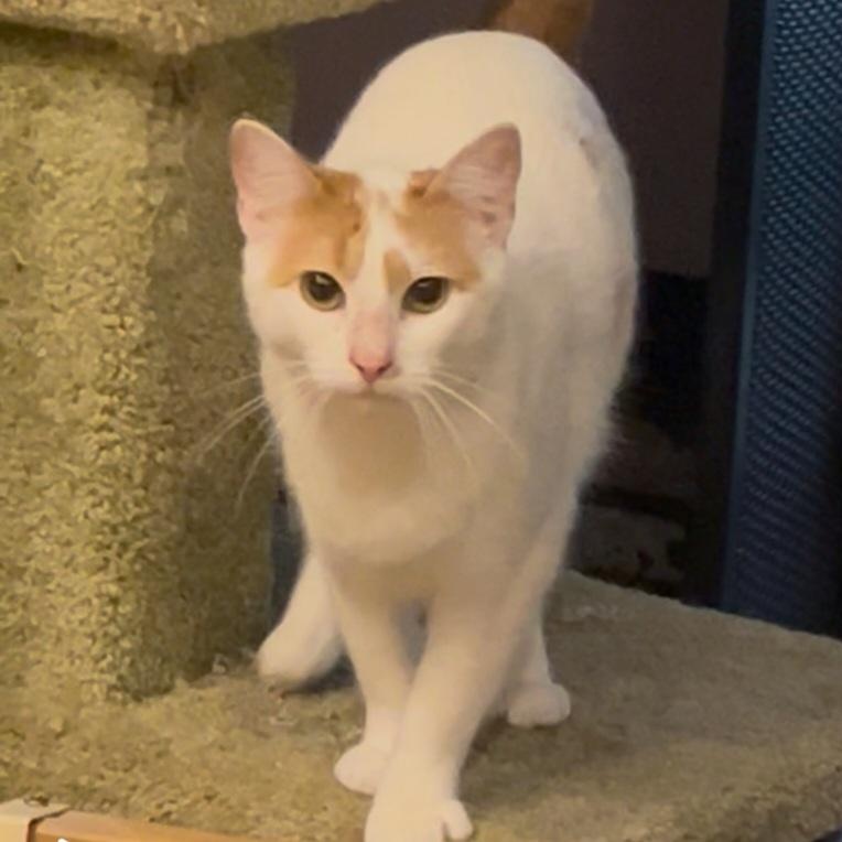 Enlarge Arnold (Bonded with Petunia), a Adoptable Domestic Short Hair in debary, FL image 3/4