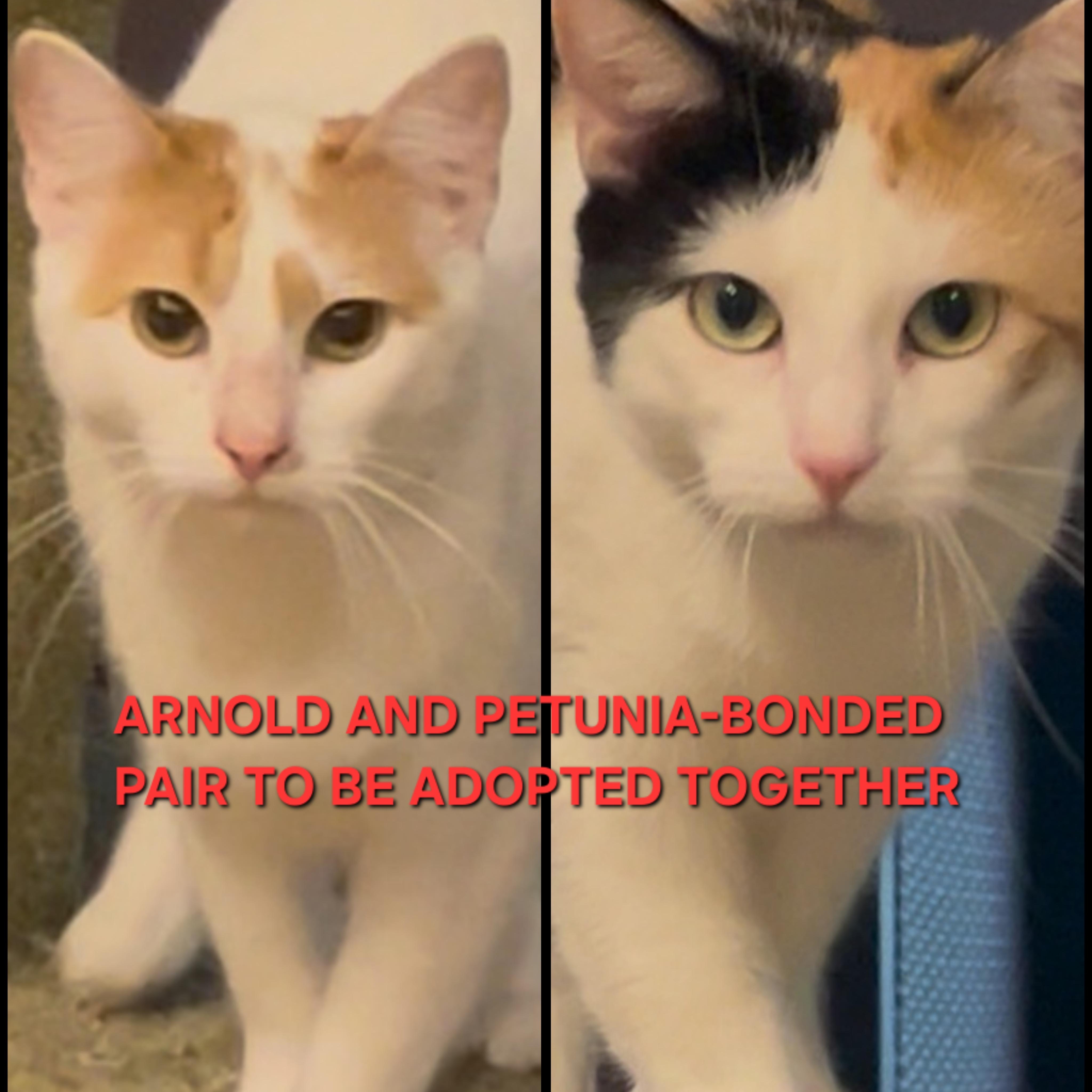 Enlarge Arnold (Bonded with Petunia), a Adoptable Domestic Short Hair in debary, FL image 1/4