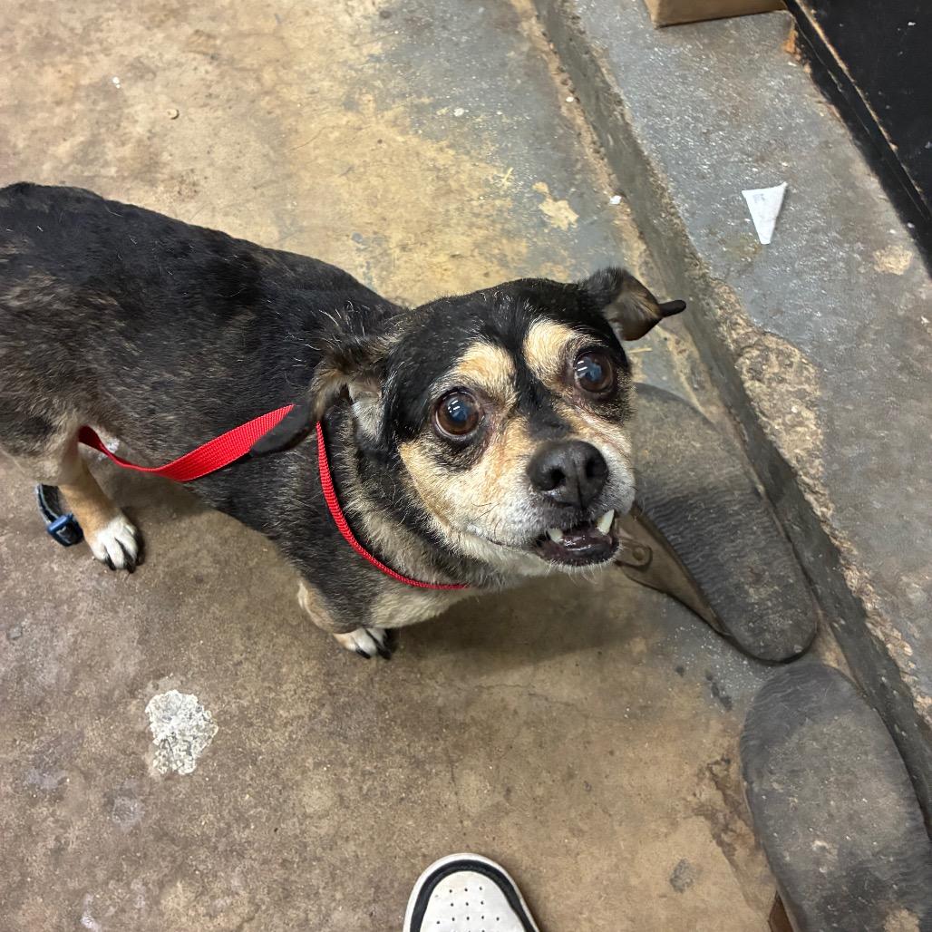 Enlarge Sriracha, a Adoptable Mixed Breed in Kokomo, IN image 2/2