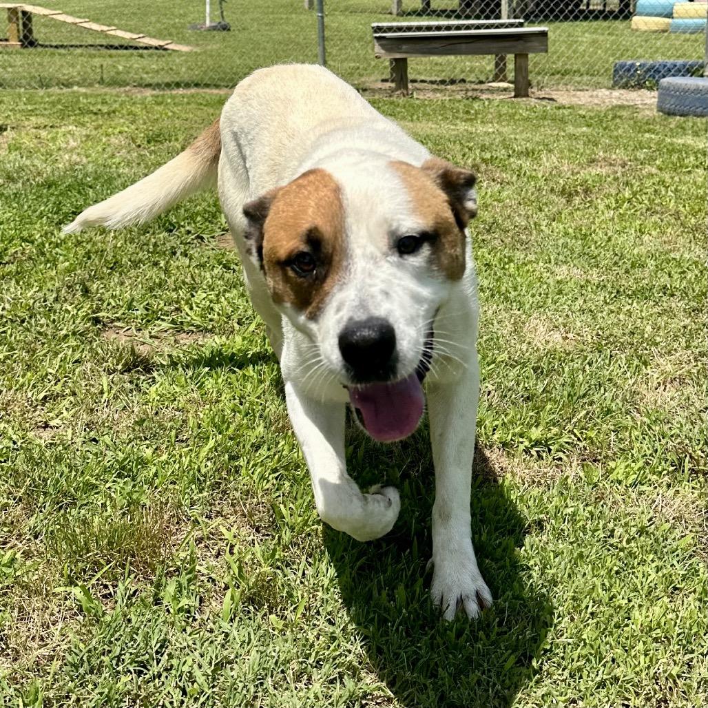 Jack (In Foster), Adoptable, Adult Male Mixed Breed.