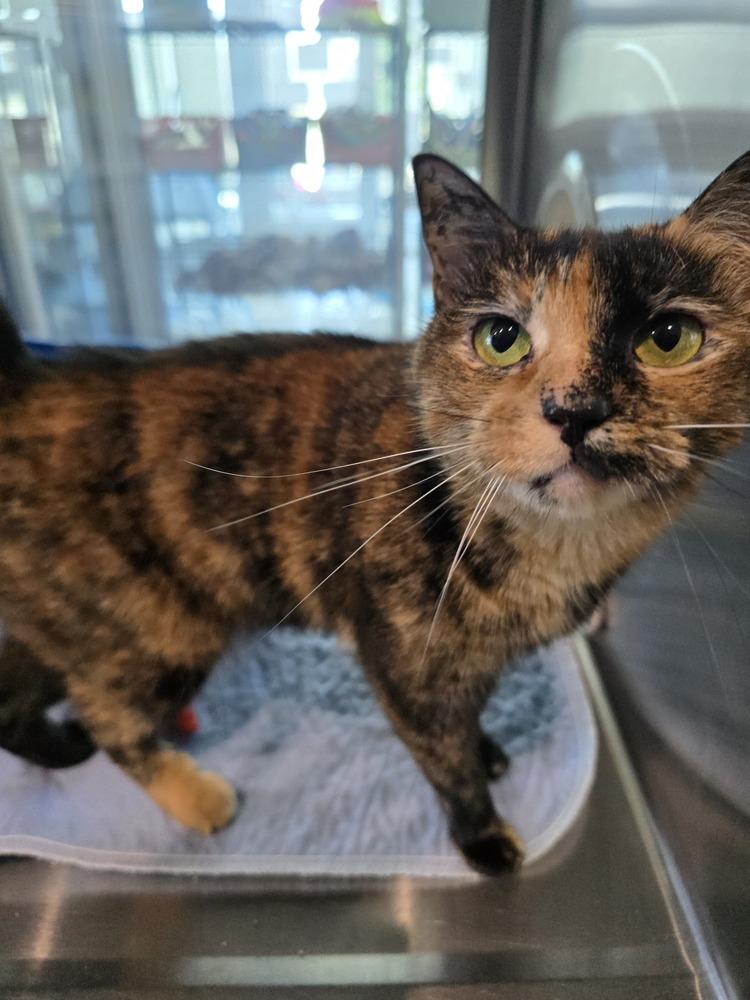 Nala, Adoptable, Young Female Domestic Short Hair.
