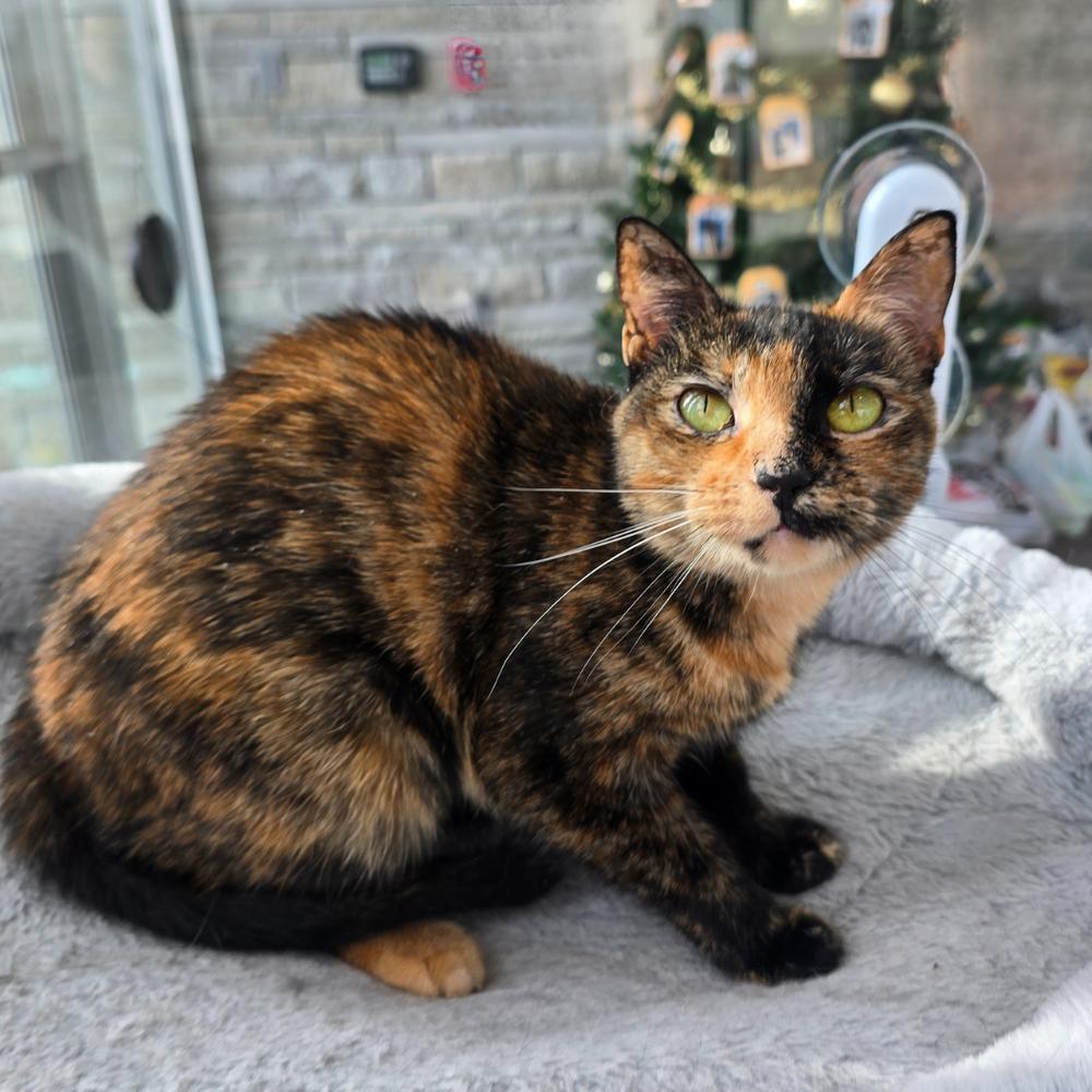 Enlarge Nala, a Adoptable Domestic Short Hair in Wellington, KS image 2/6