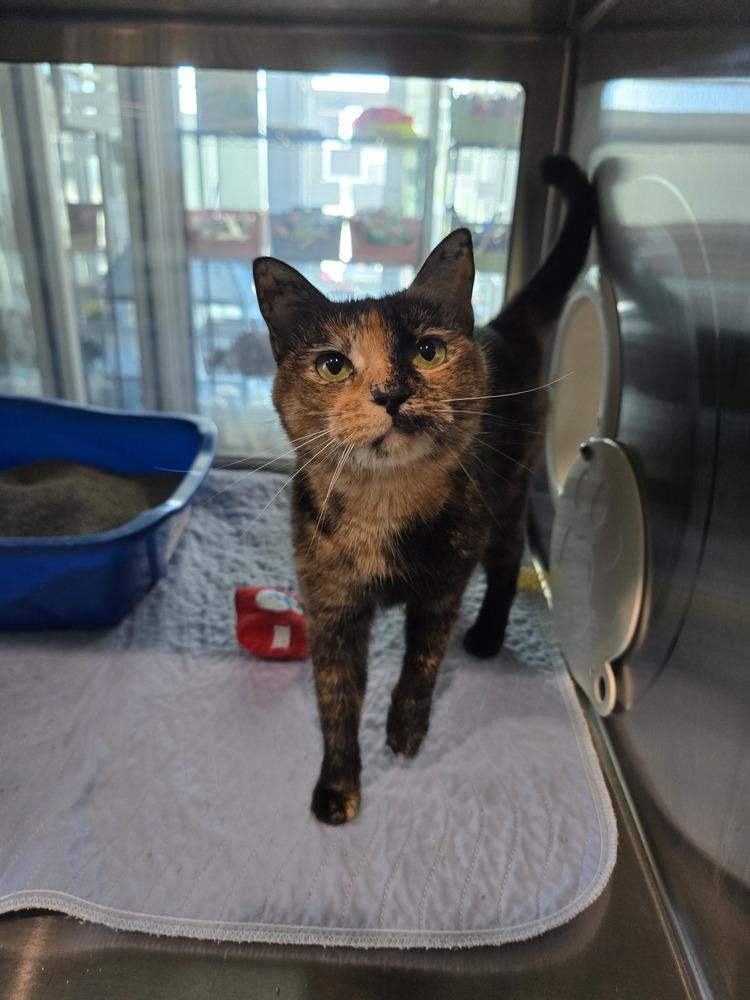 Enlarge Nala, a Adoptable Domestic Short Hair in Wellington, KS image 3/6