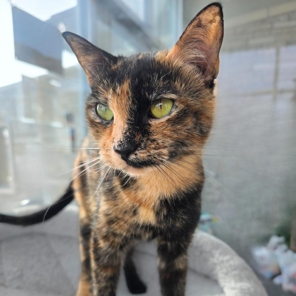 Enlarge Nala, a Adoptable Domestic Short Hair in Wellington, KS image 4/6