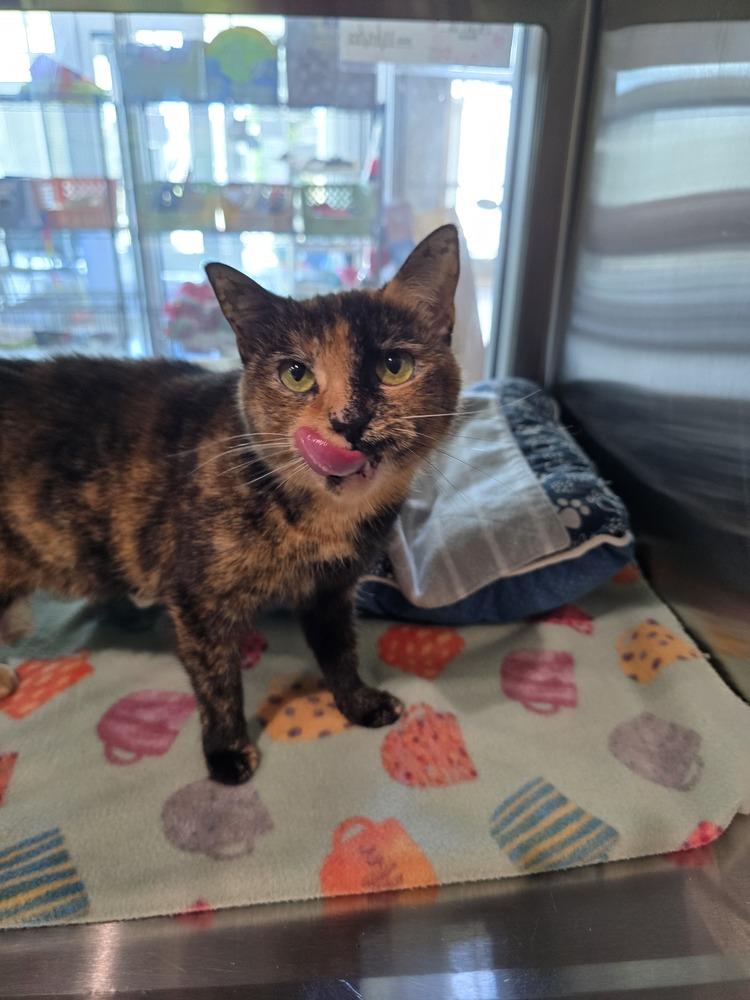 Enlarge Nala, a Adoptable Domestic Short Hair in Wellington, KS image 5/6