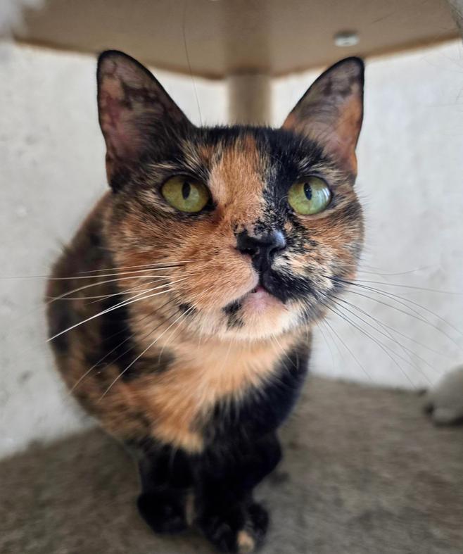 Enlarge Nala, a Adoptable Domestic Short Hair in Wellington, KS image 6/6