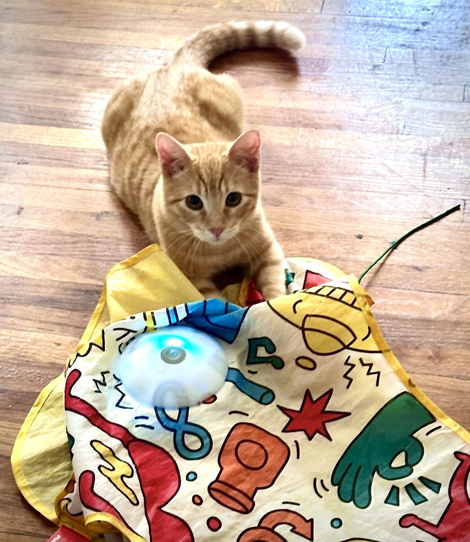 Tigger & TW, Adoptable, Young Male American Shorthair & Domestic Short Hair.