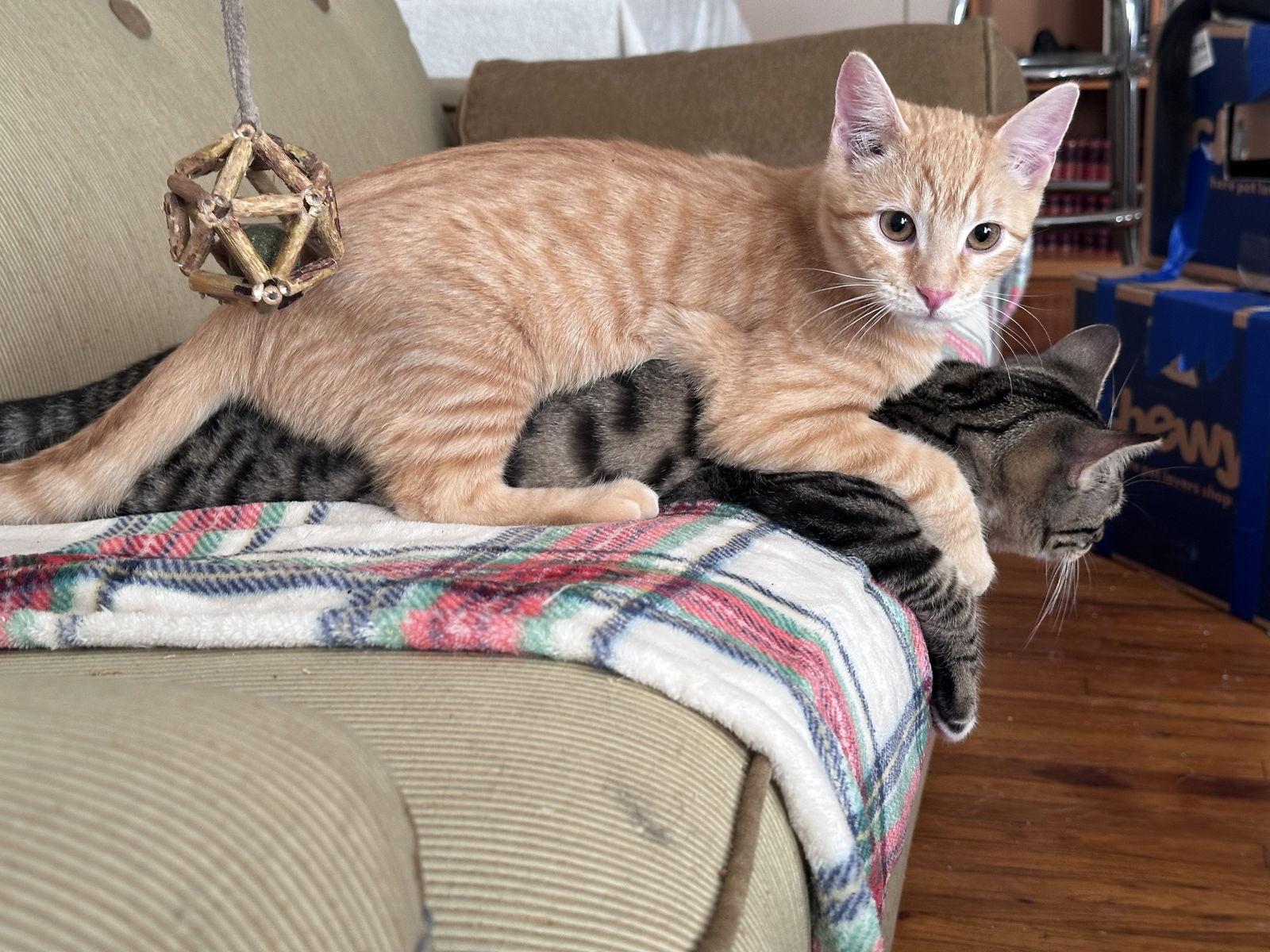 Enlarge Tigger & TW, a Adoptable mixed breed in Long Beach, CA image 2/3