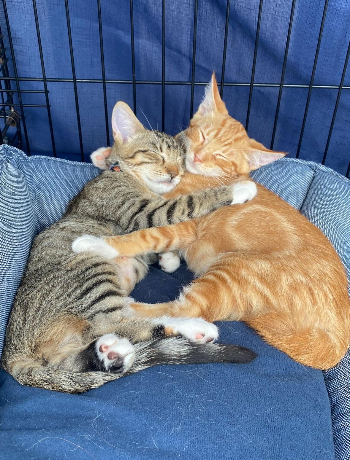 Enlarge Tigger & TW, a Adoptable mixed breed in Long Beach, CA image 3/3
