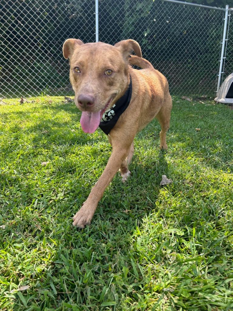 Enlarge Diego, a Adoptable mixed breed in Blountville, TN image 2/6