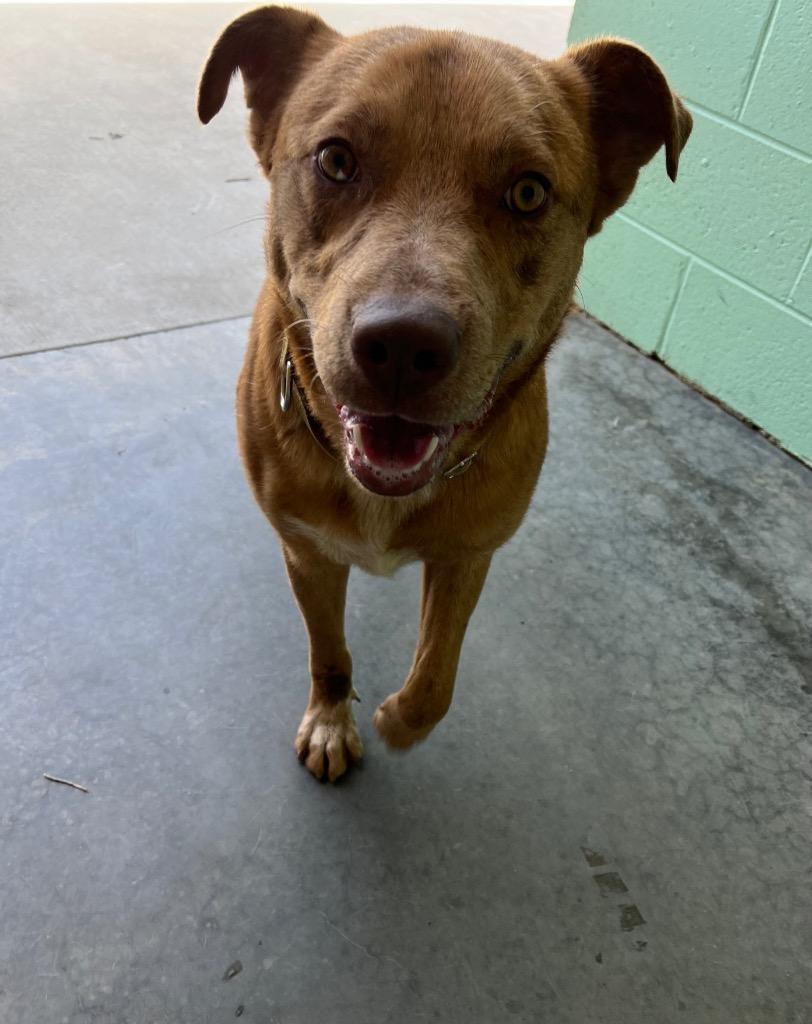 Enlarge Diego, a Adoptable mixed breed in Blountville, TN image 2/6