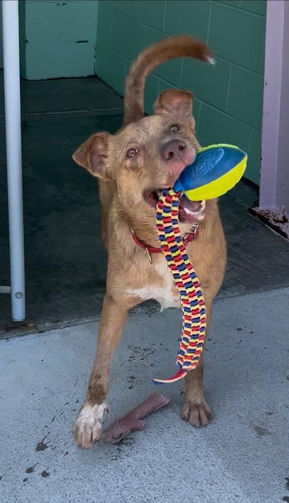 Enlarge Diego, a Adoptable mixed breed in Blountville, TN image 3/6