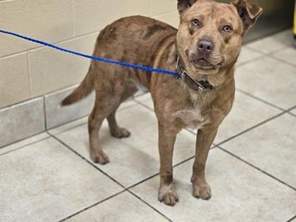 Enlarge Diego, a Adoptable mixed breed in Blountville, TN image 3/6