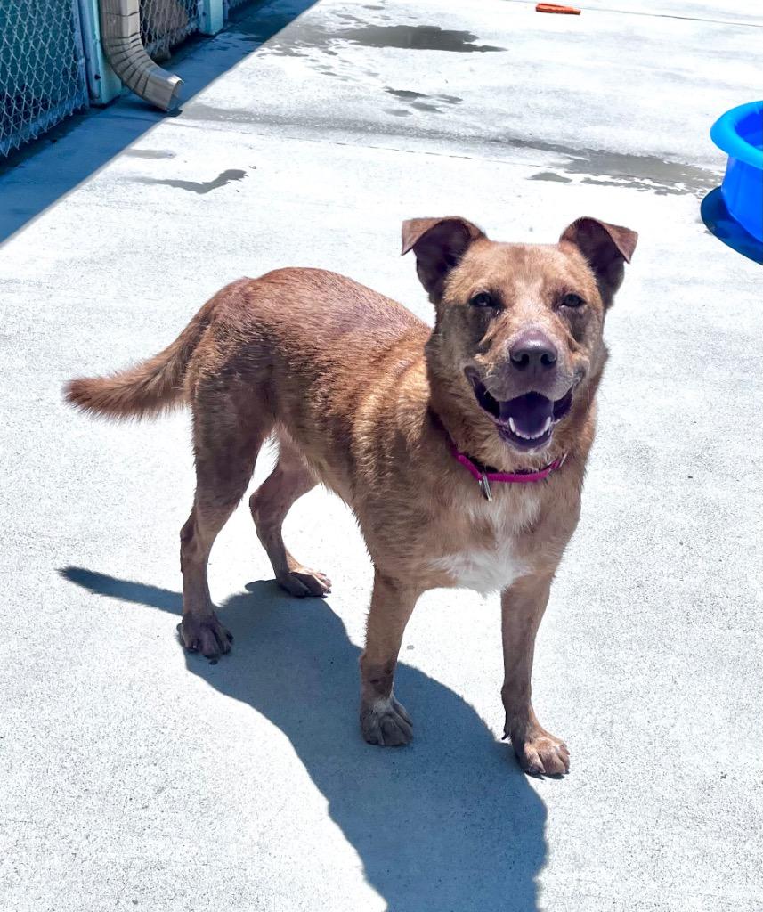 Enlarge Diego, a Adoptable mixed breed in Blountville, TN image 4/6
