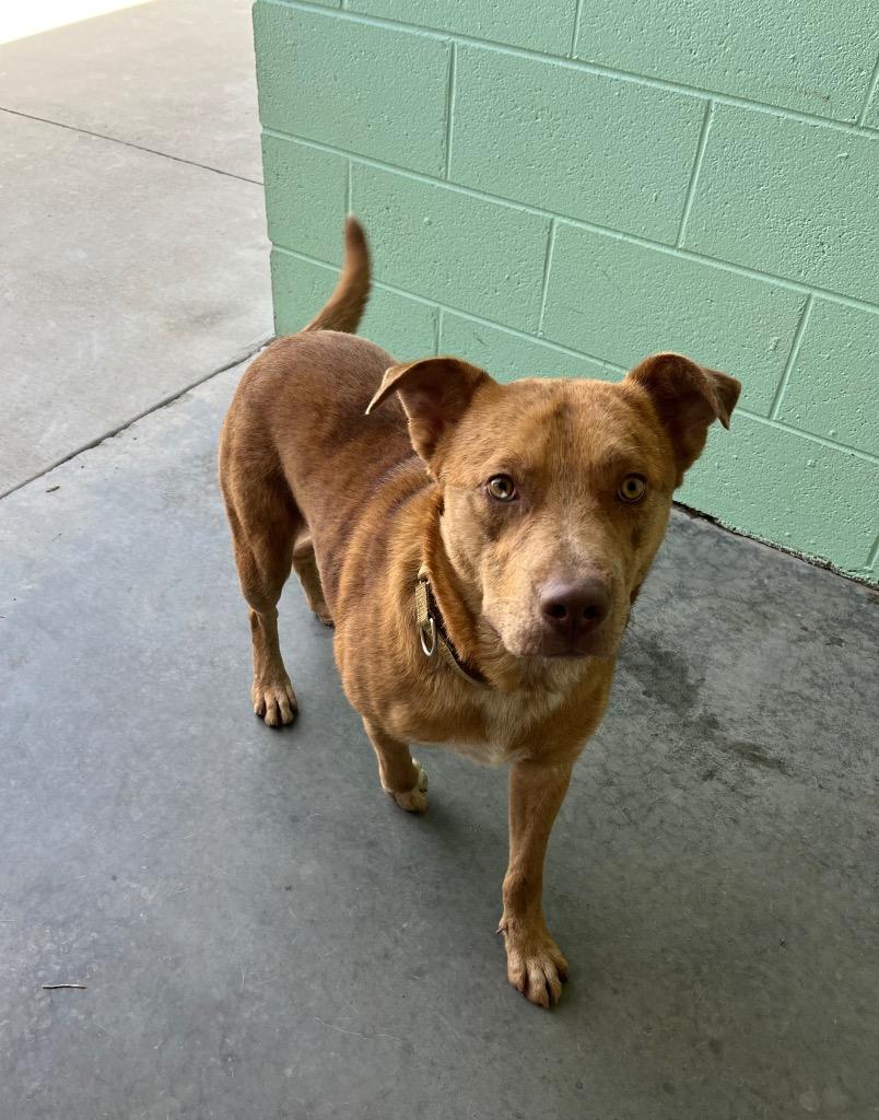 Enlarge Diego, a Adoptable mixed breed in Blountville, TN image 5/6