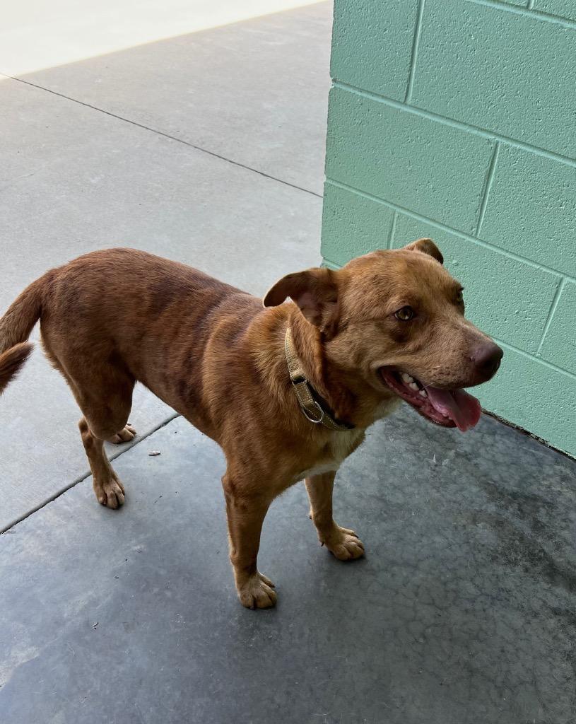 Enlarge Diego, a Adoptable mixed breed in Blountville, TN image 3/6