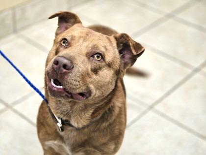 Enlarge Diego, a Adoptable mixed breed in Blountville, TN image 6/6