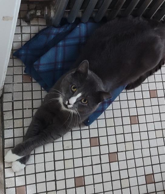 Lothar, Adoptable, Young Male Domestic Short Hair.