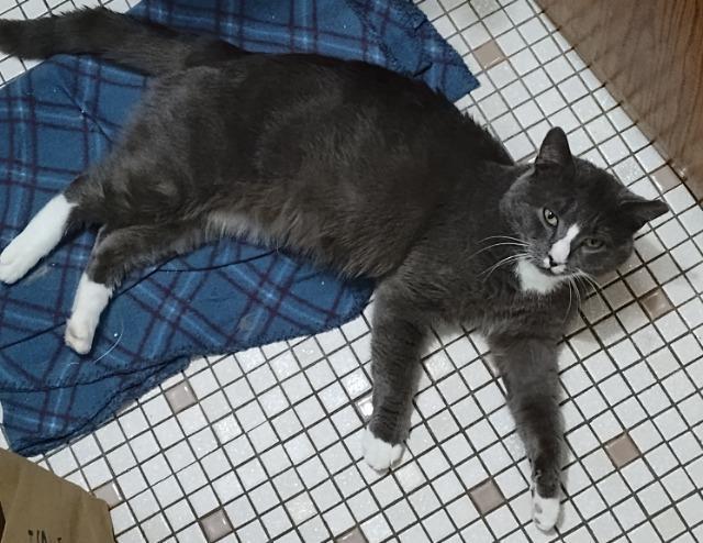 Enlarge Lothar, a Adoptable mixed breed in Pawtucket, RI image 2/2