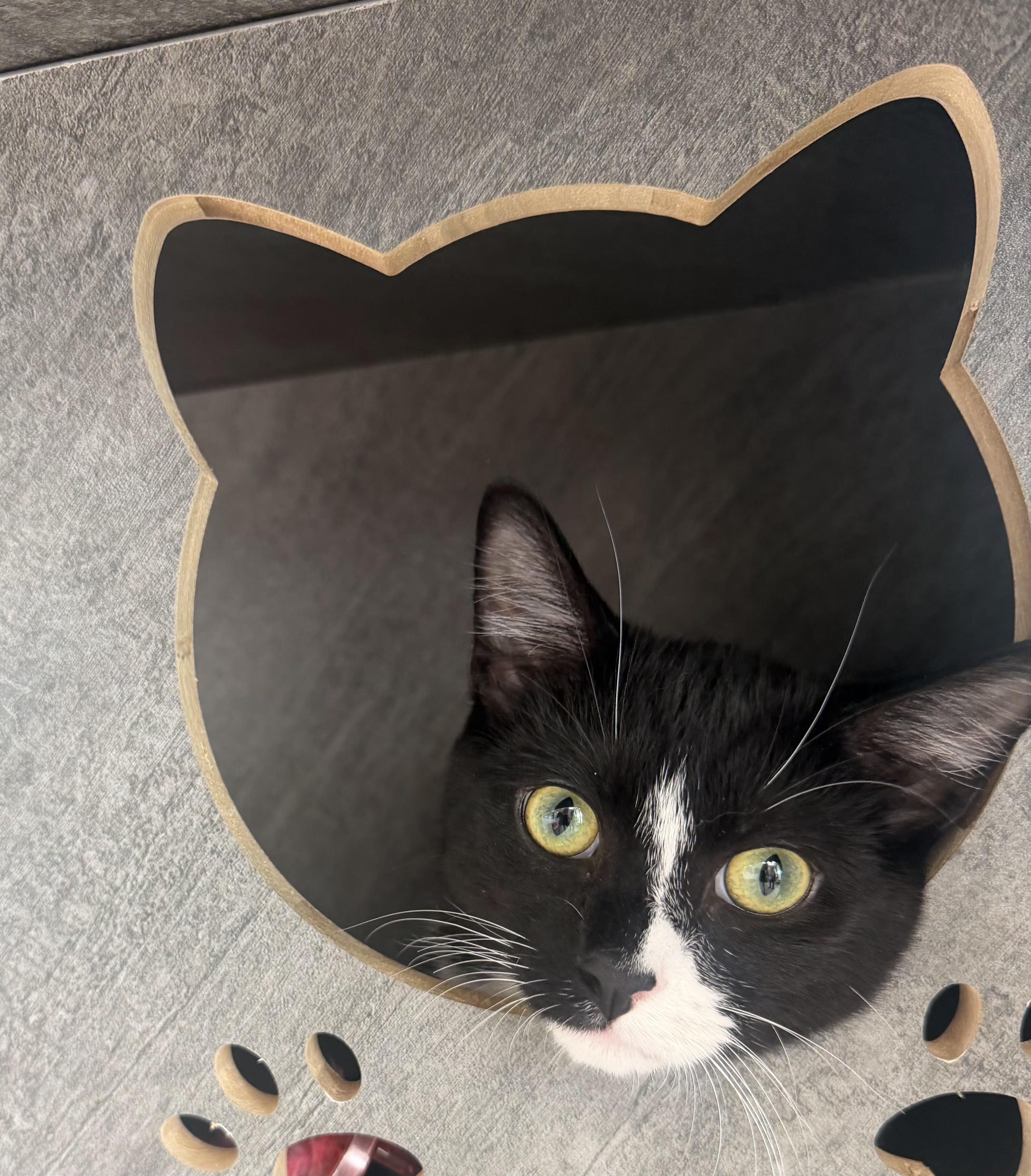 Tuck, Adoptable, Kitten Male Domestic Short Hair.
