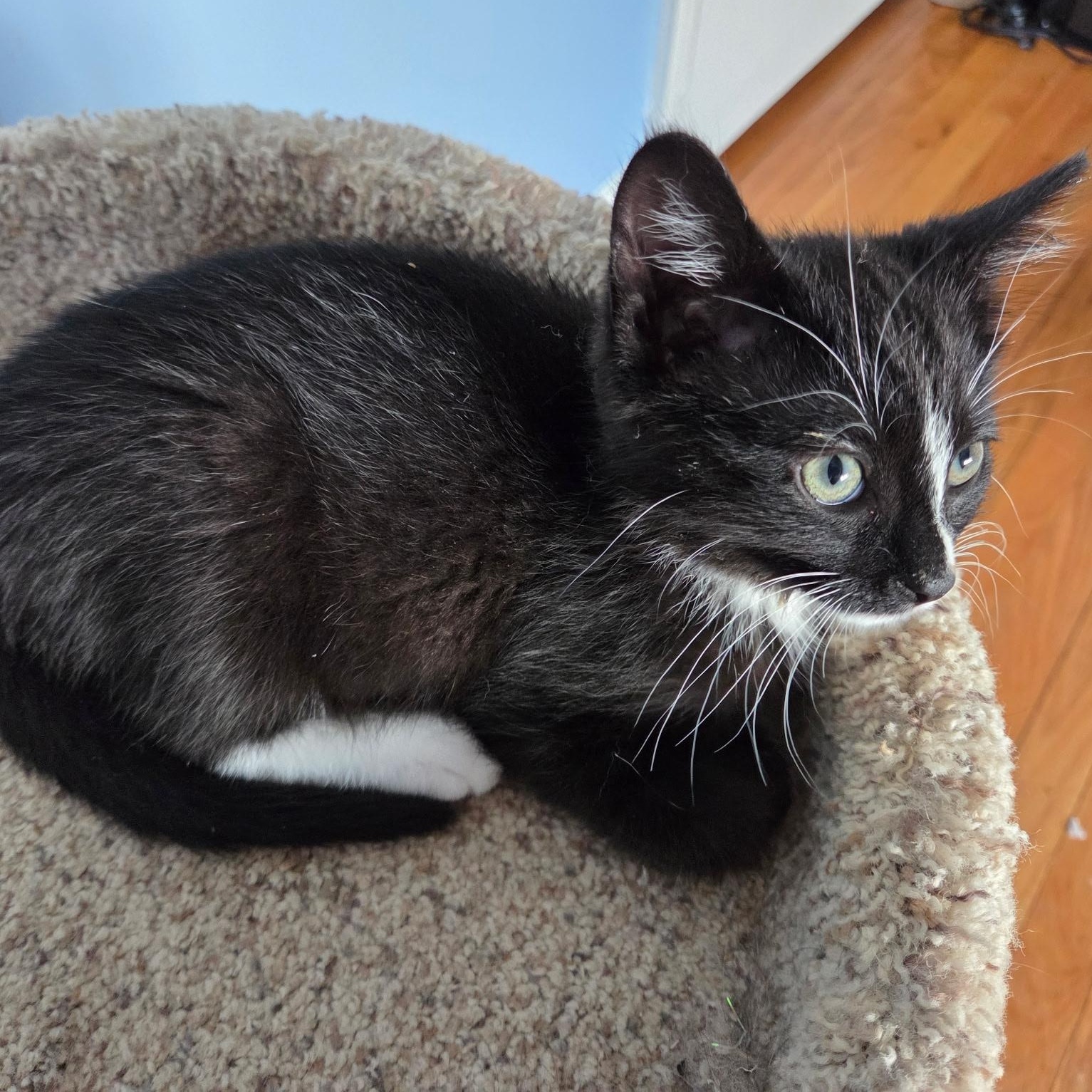 Enlarge Tuck, a Adoptable Domestic Short Hair in Alexandria, VA image 2/3