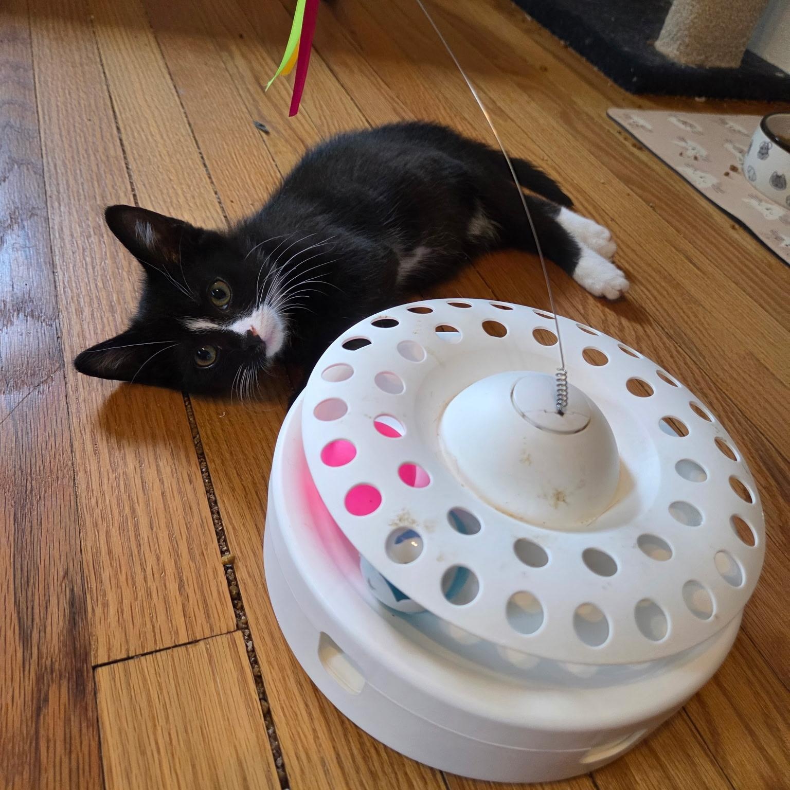 Enlarge Tuck, a Adoptable Domestic Short Hair in Alexandria, VA image 3/3