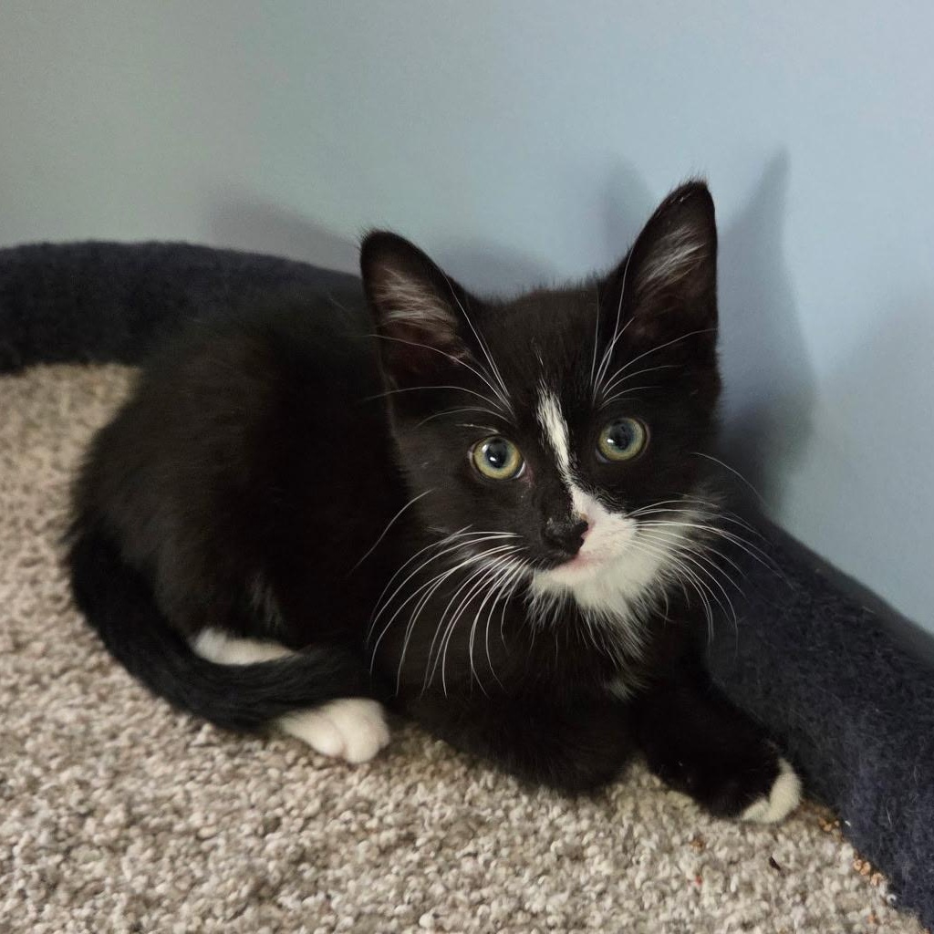 Enlarge Tuck, a Adoptable Domestic Short Hair in Alexandria, VA image 1/3