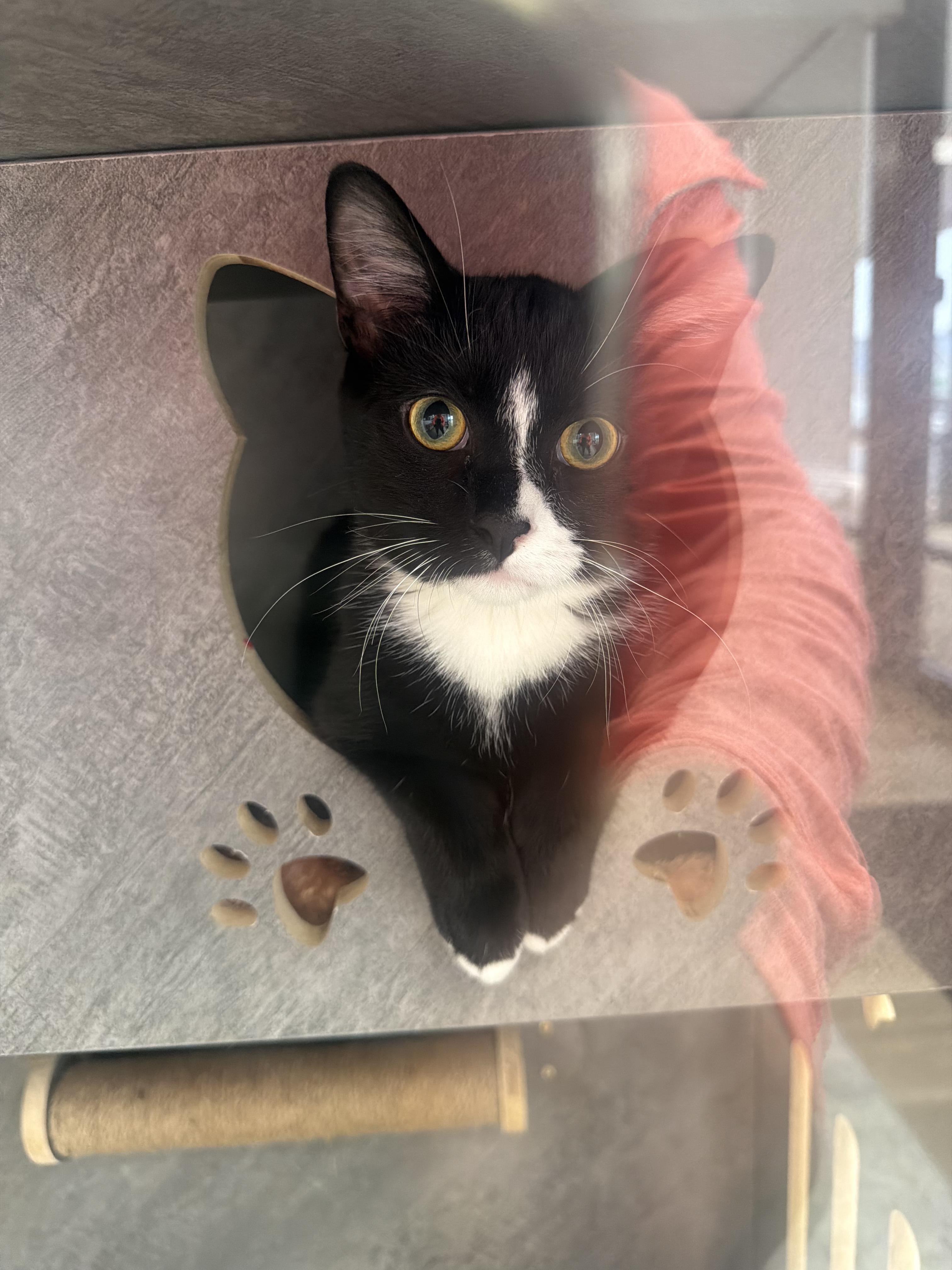 Enlarge Tuck, a Adoptable Domestic Short Hair in Alexandria, VA image 2/5
