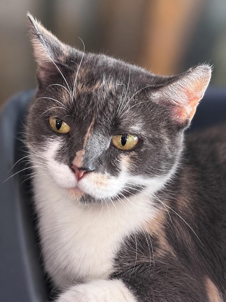 Muffin, Adoptable, Adult Female Domestic Short Hair.