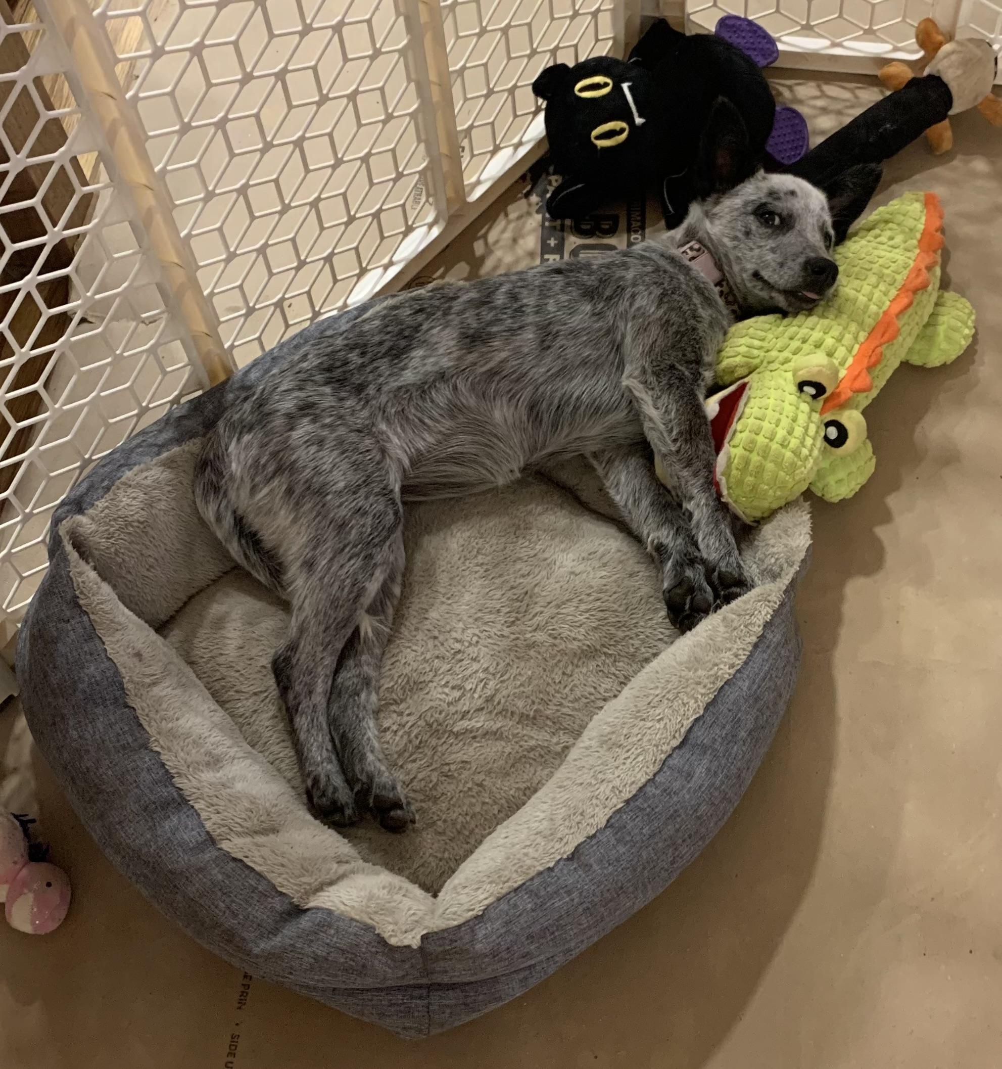 Enlarge Bluey, a ADOPTABLE Australian Cattle Dog / Blue Heeler in Rough And Ready, CA image 4/4