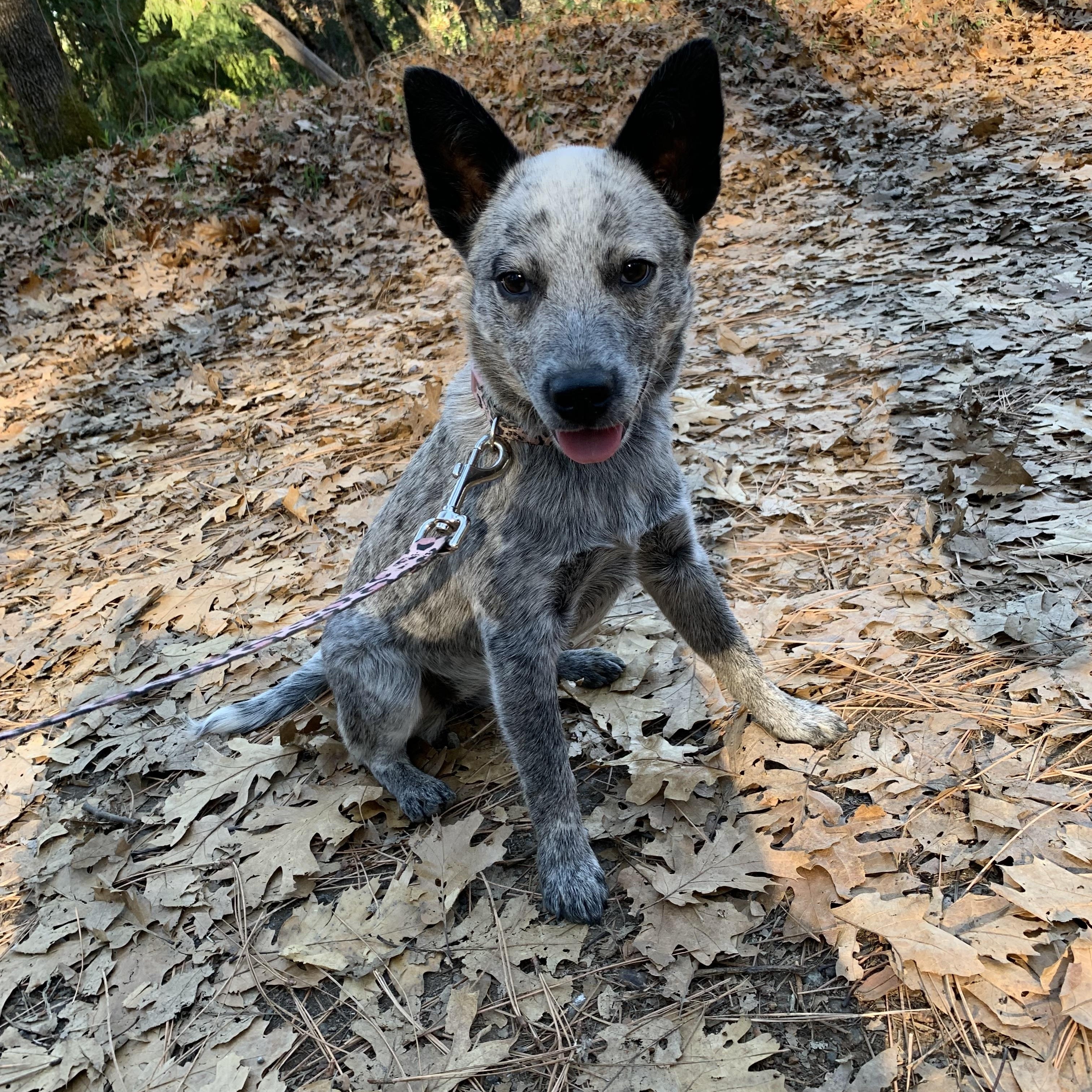 Bluey, ADOPTABLE, Puppy Female Australian Cattle Dog / Blue Heeler.