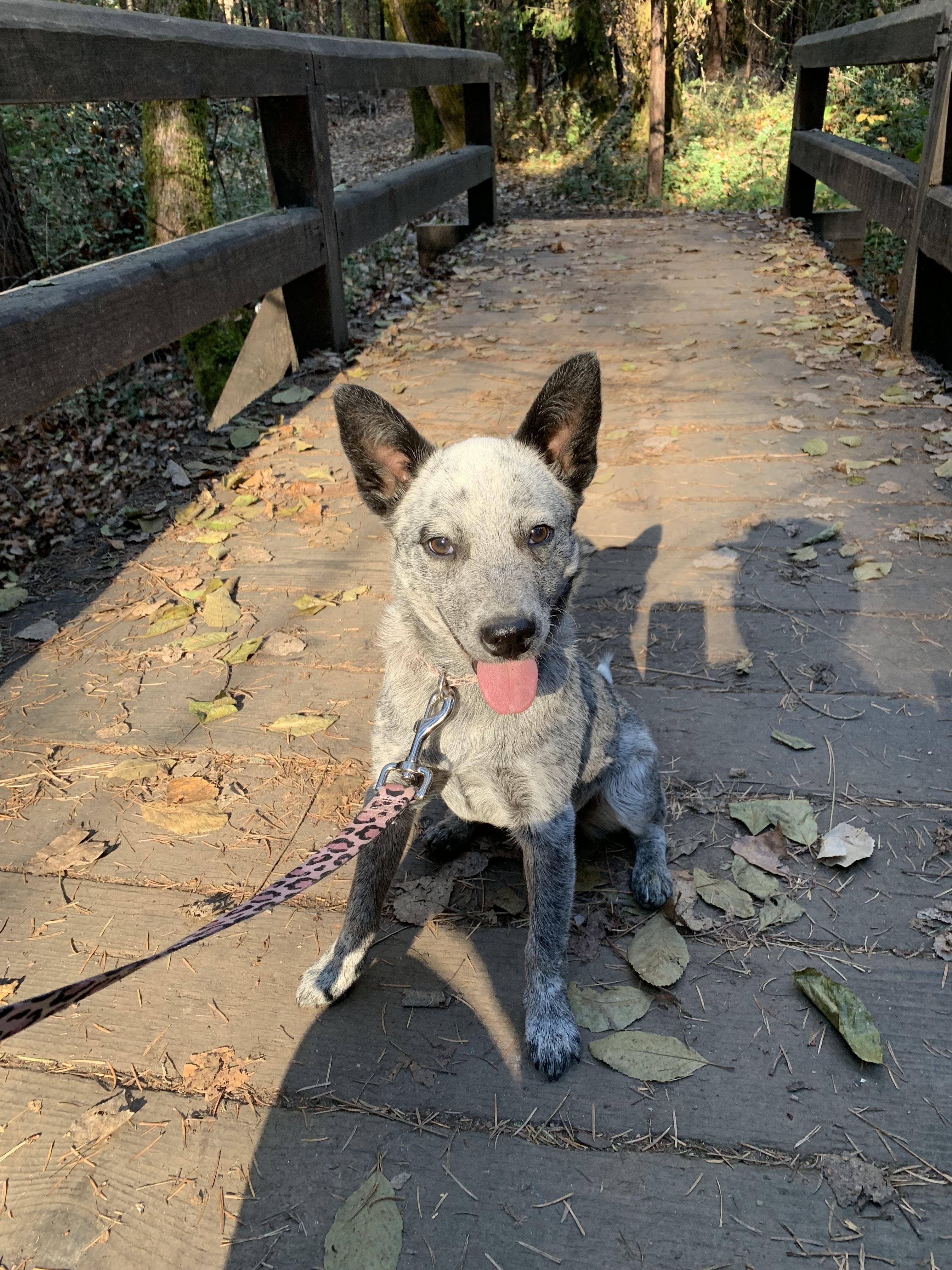Enlarge Bluey, a ADOPTABLE Australian Cattle Dog / Blue Heeler in Rough And Ready, CA image 3/4