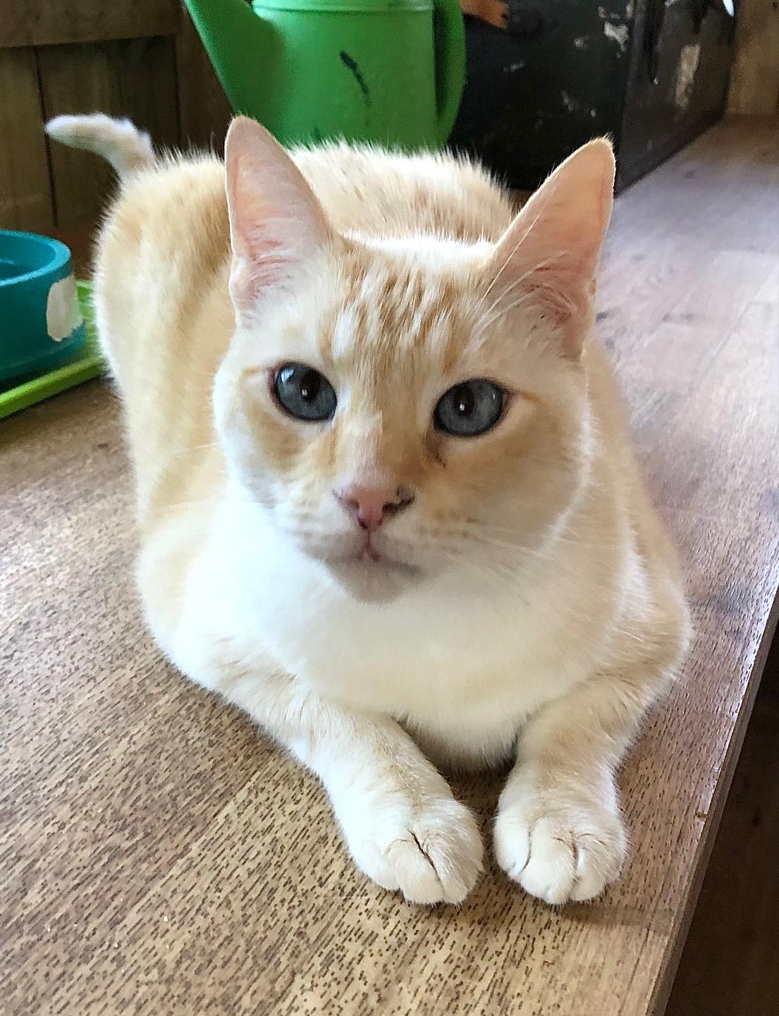 Flame Boy, Adoptable, Adult Male Siamese.