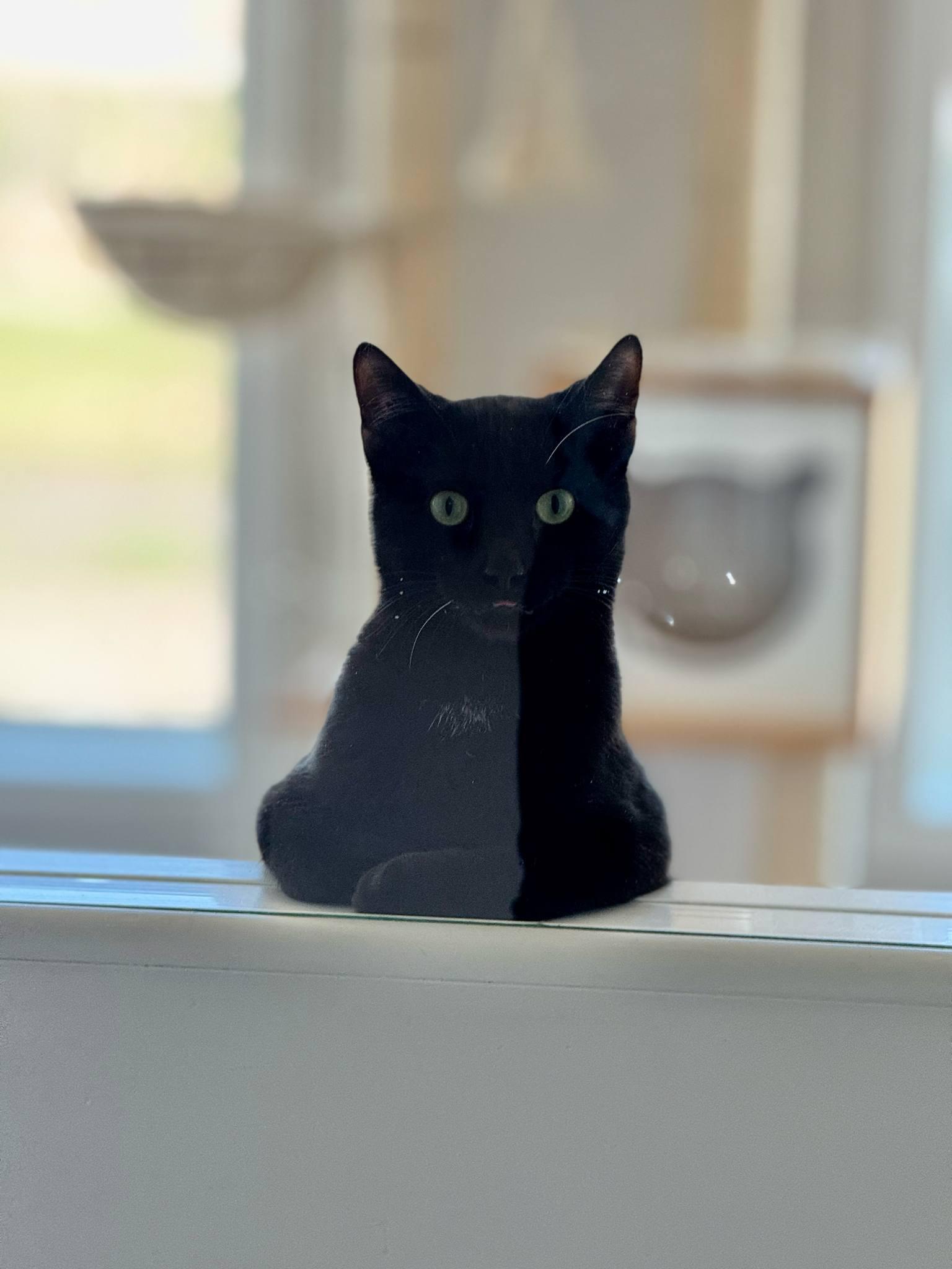 Bart, Adoptable, Adult Male Domestic Short Hair.