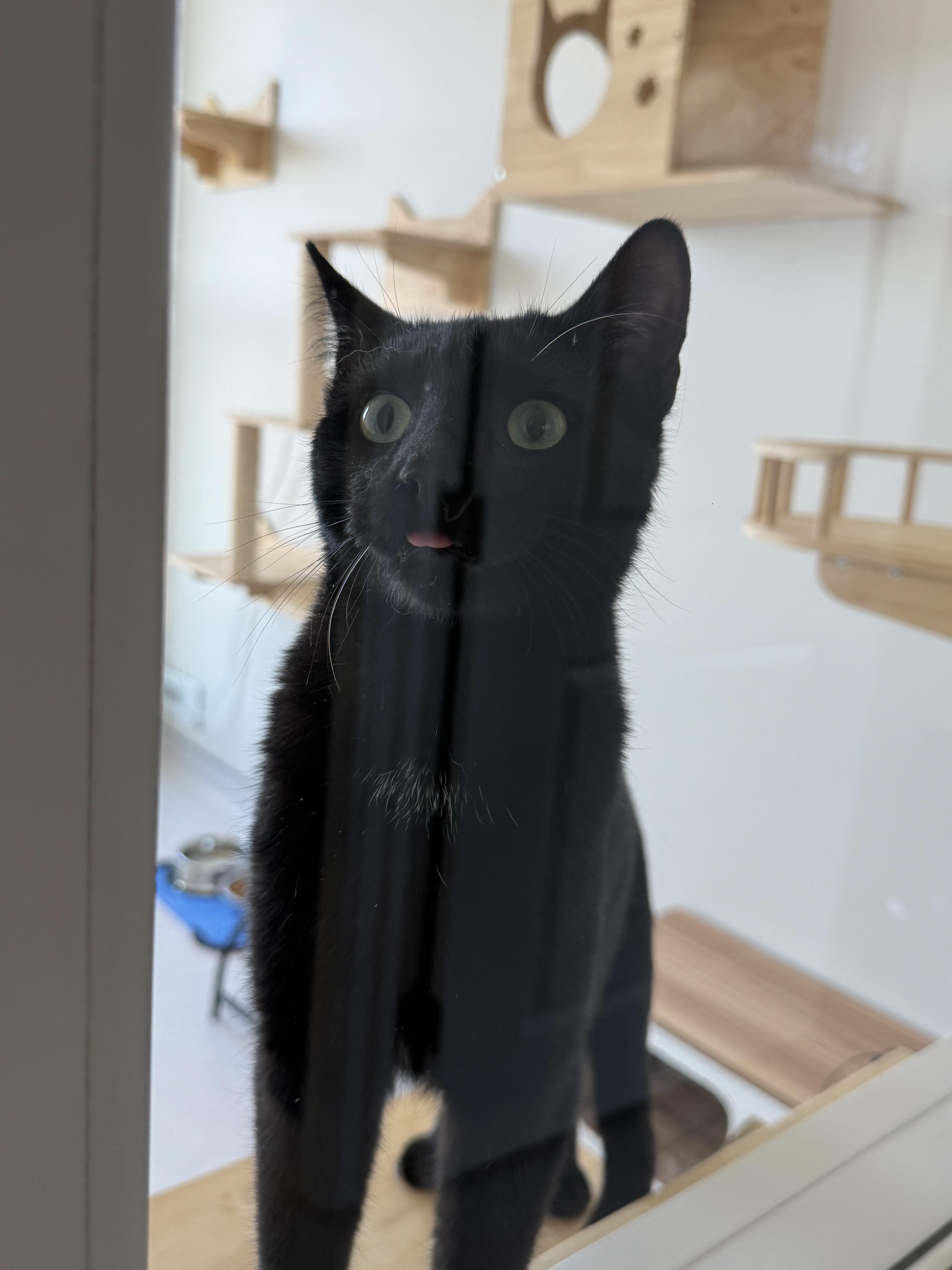 Bart, a Adoptable mixed breed in Steinbach, MB image 1/6