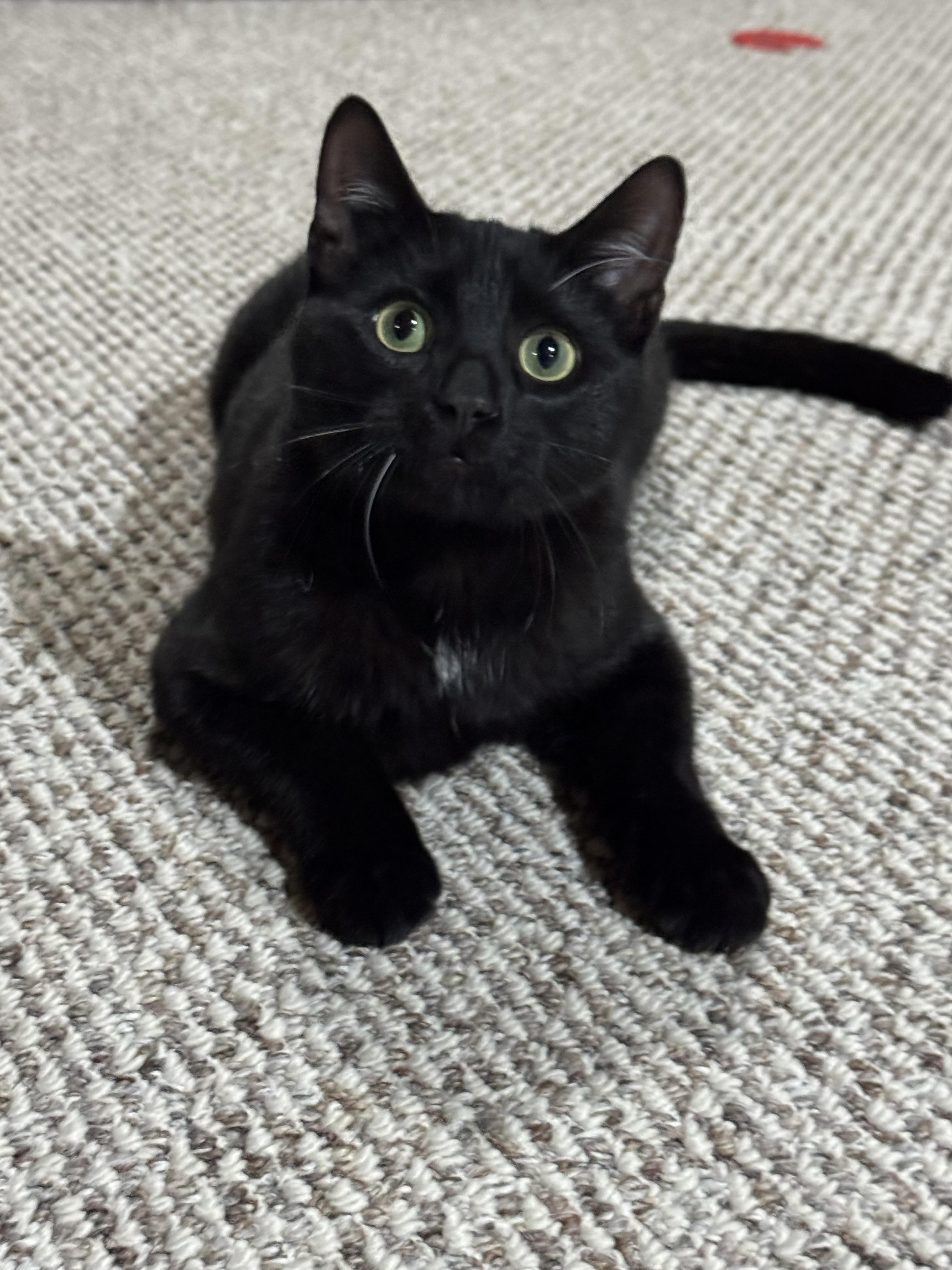 Bart, a Adoptable mixed breed in Steinbach, MB image 2/6