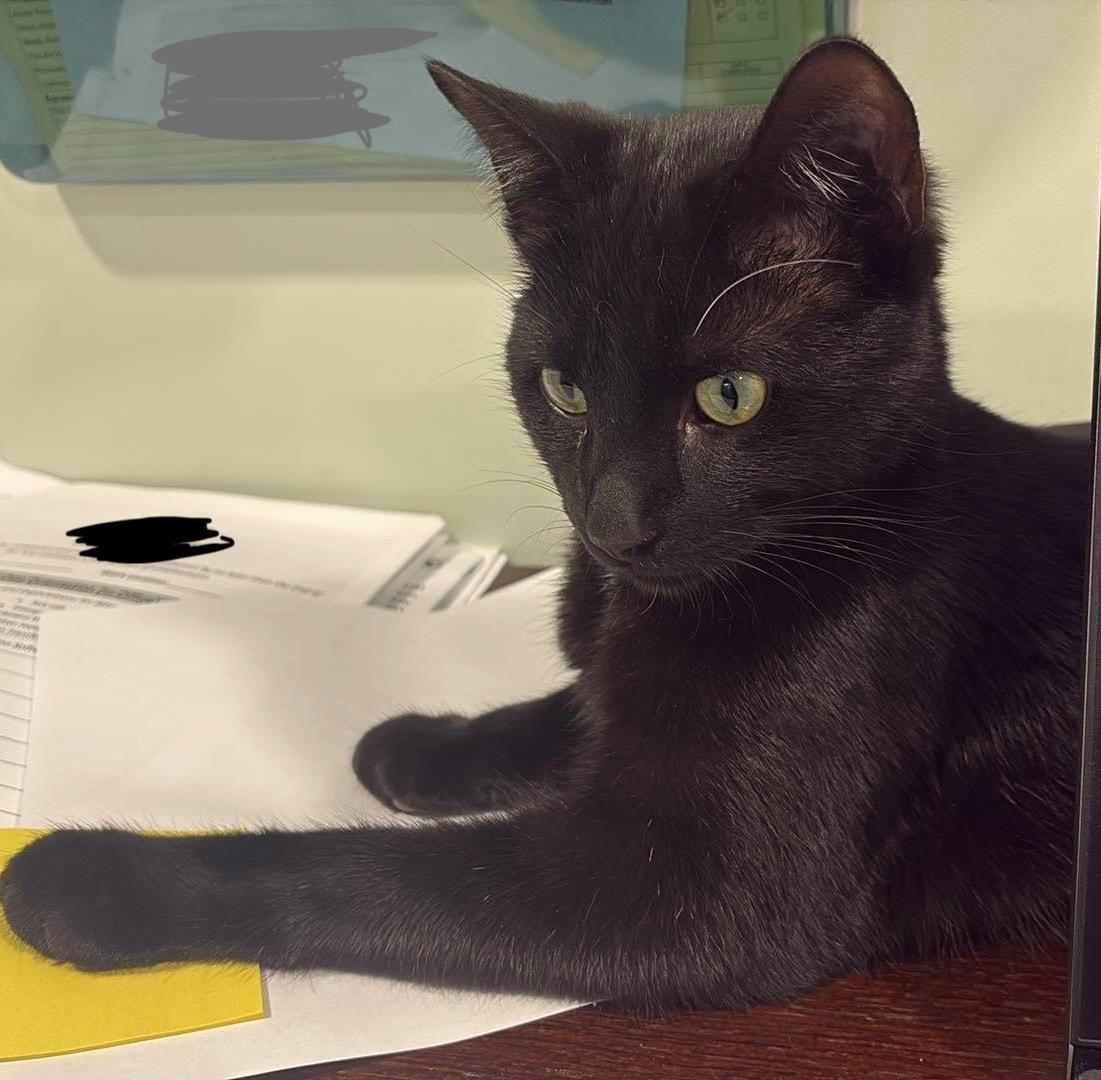 Enlarge Bart, a Adoptable mixed breed in Steinbach, MB image 4/6