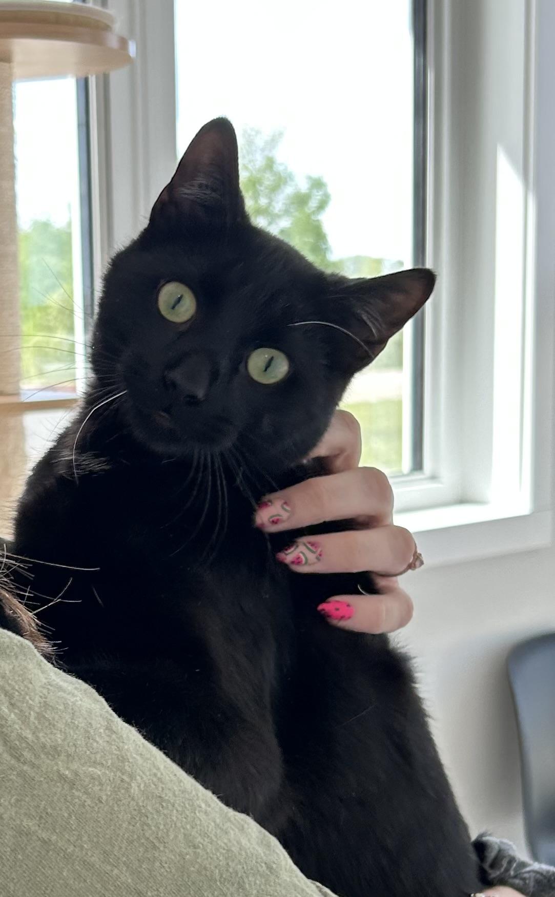 Bart, a Adoptable mixed breed in Steinbach, MB image 3/6