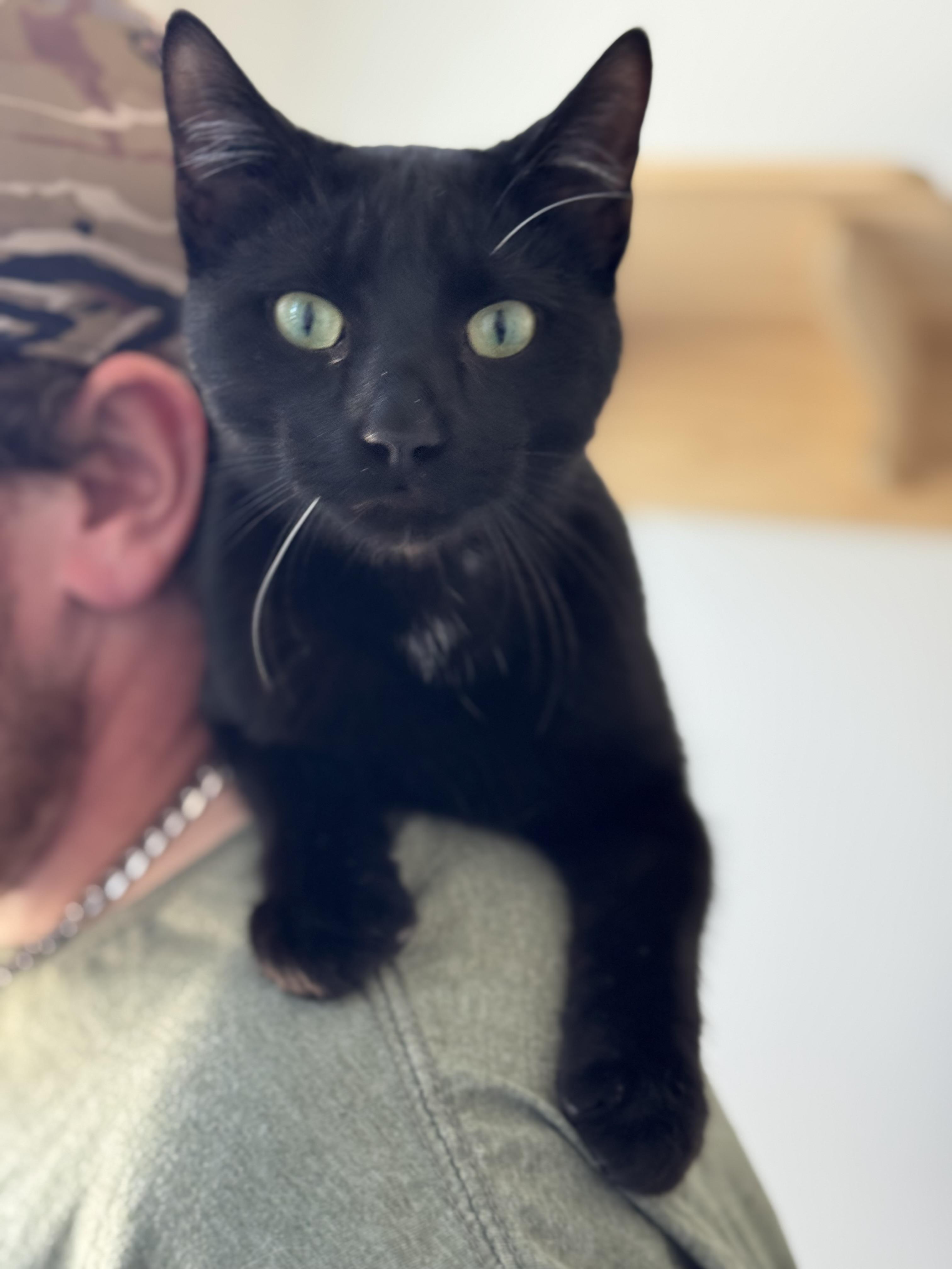 Bart, a Adoptable mixed breed in Steinbach, MB image 6/6